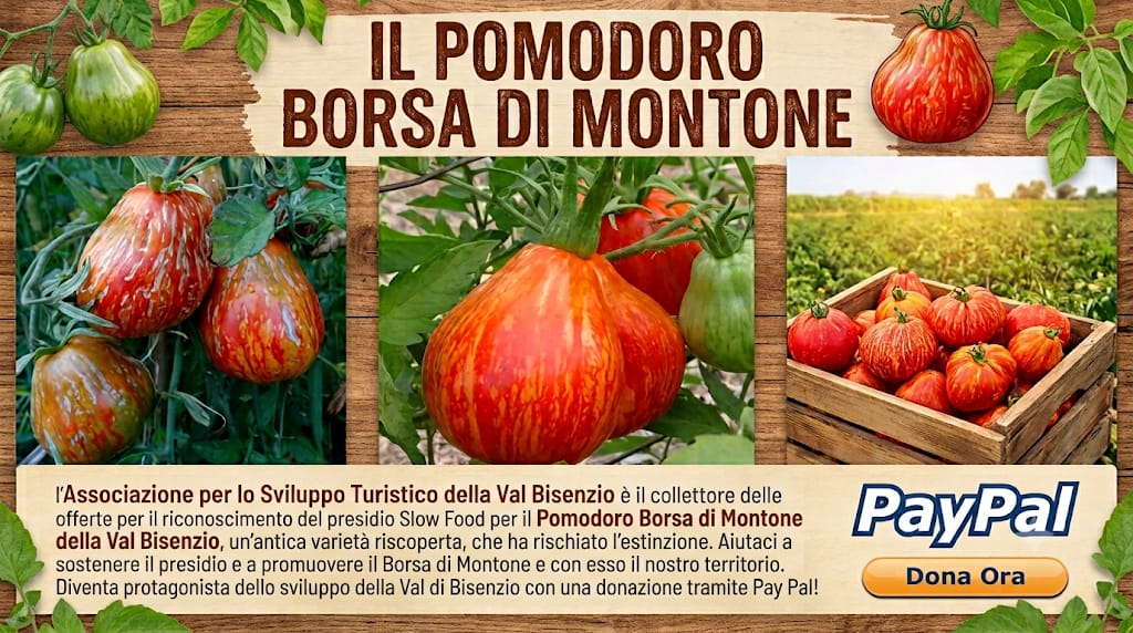 Il pomodoro borsa di Montone