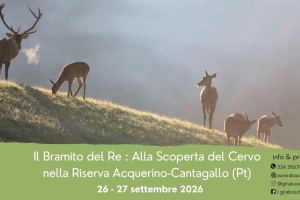 IL BRAMITO DEL RE - Riserva Acquerino Cantagallo - 26 e 27/9/26